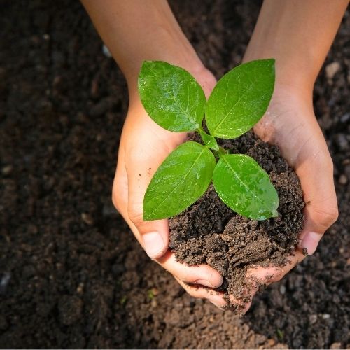 Hände halten eine Pflanze