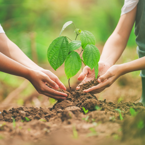 Hände halten einen Baumsetzling